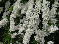 flowers00018.jpg