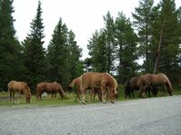 horses00018.jpg