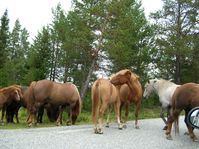 horses00019.jpg